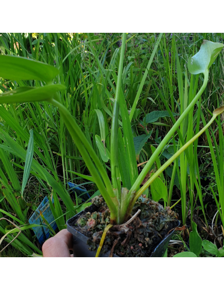 Pontédérie à feuilles de coeur - Pontederia cordata