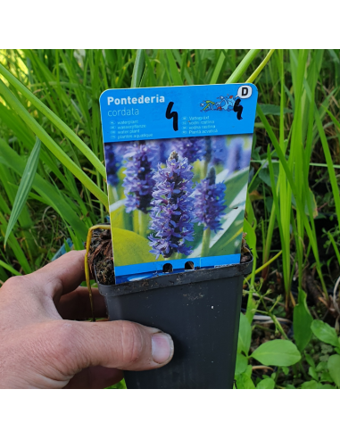 Pontédérie à feuilles de coeur - Pontederia...