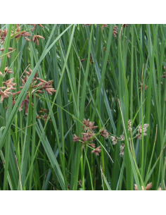 Souchet odorant - Cyperus Longus 2