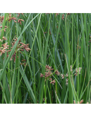 Souchet odorant - Cyperus Longus