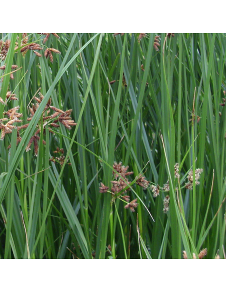 Souchet odorant - Cyperus Longus