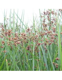 Souchet odorant - Cyperus Longus