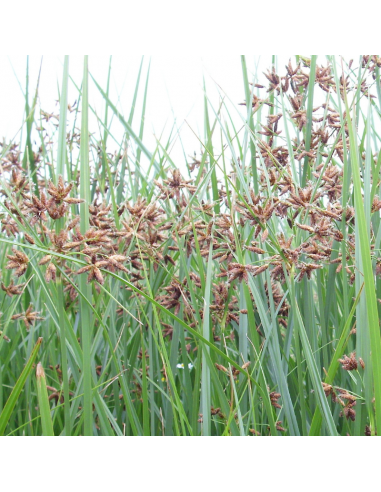 Souchet odorant - Cyperus Longus