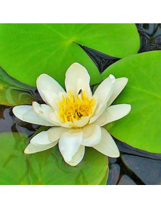 Nénuphar blanc - Nymphaea alba
