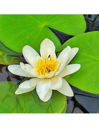 Nénuphar blanc - Nymphaea alba