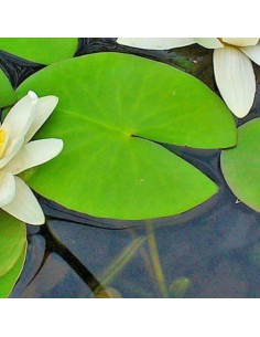 Nénuphar blanc - Nymphaea alba 2