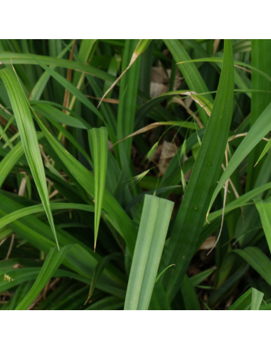 Laîche pendante - Carex Pendula