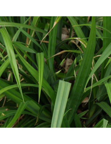 Laîche pendante - Carex Pendula