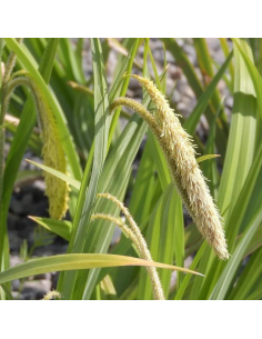 Laîche pendante - Carex Pendula