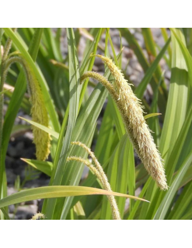 Laîche pendante - Carex Pendula