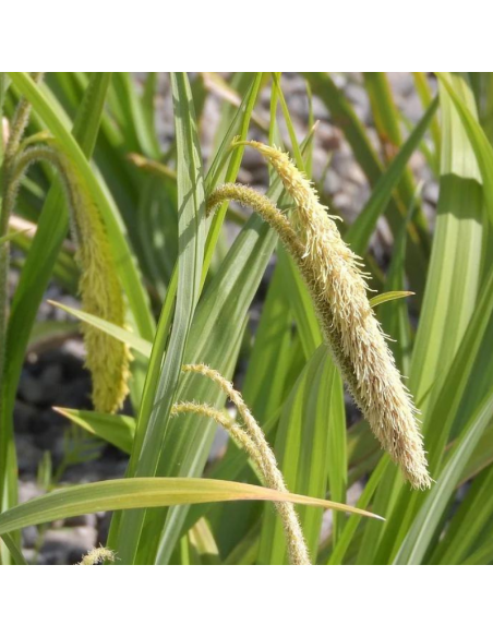 Laîche pendante - Carex Pendula