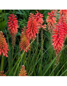 Tritoma - Kniphofia Nancy's Red 2