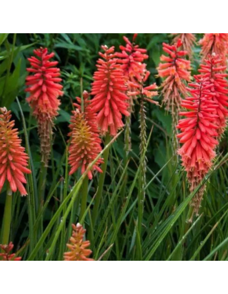 Tritoma - Kniphofia Nancy's Red