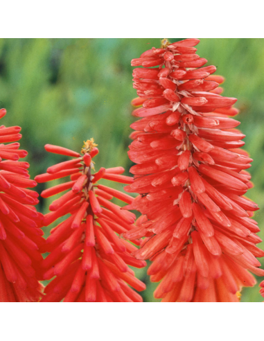Tritoma - Kniphofia Nancy's Red