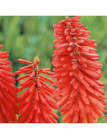 Tritoma - Kniphofia Nancy's Red