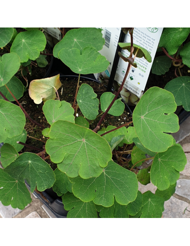 Capucine tubéreuse -  Tropaeolum tuberosum