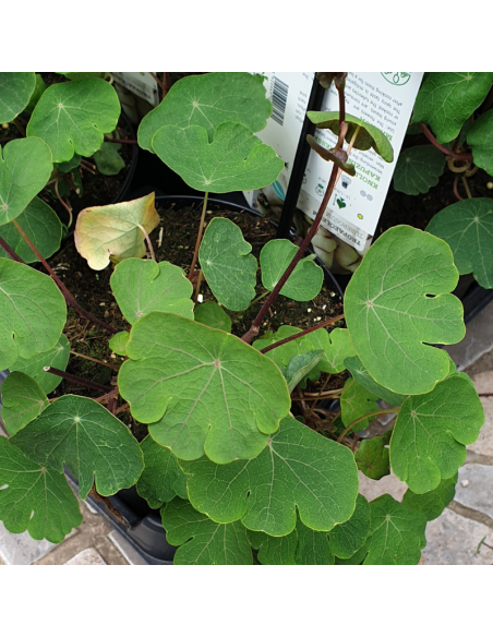Capucine tubéreuse -  Tropaeolum tuberosum