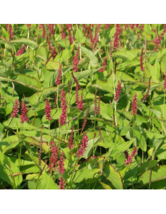 Renouée Inverleith - Persicaria Amplexicaulis Inverleith