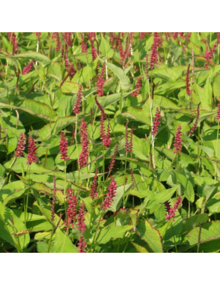 Renouée Inverleith - Persicaria Amplexicaulis Inverleith
