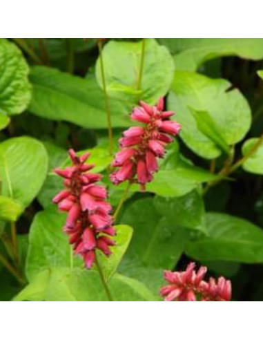 Renouée Inverleith - Persicaria Amplexicaulis...