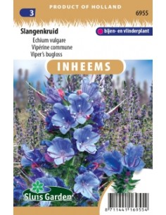 Semences Vipérine commune - Echium vulgare