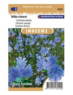 Semences Chicorée sauvage - Cichoryum intybus