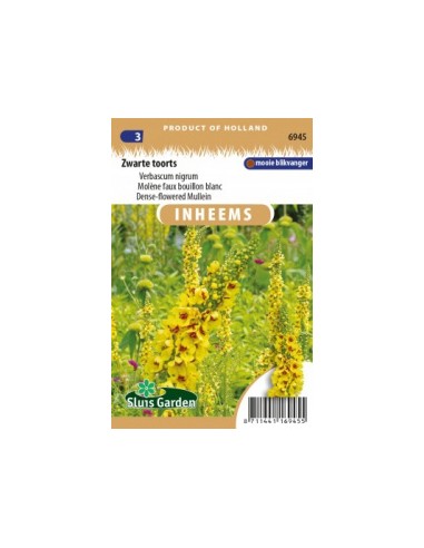 Semences Molène faux bouillon blanc Verbascum nigrum