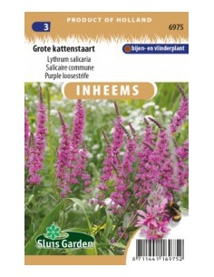 Semences Salicaire commune - Lythrum salicaria