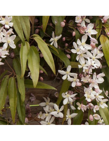 Clématite d'Armand "Apple blossom"