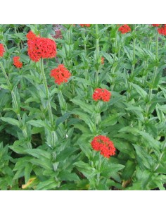 Semences Croix de Jérusalem - Lychnis chalcedonica 2