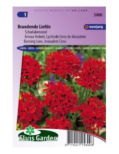 Semences Croix de Jérusalem - Lychnis chalcedonica