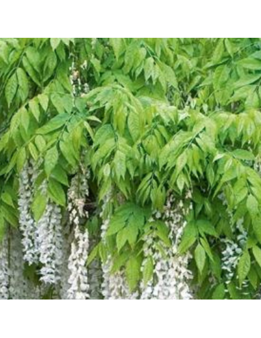 Glycine japonaise blanche - Wisteria Floribunda...