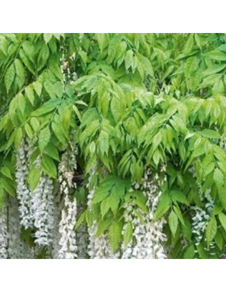 Glycine japonaise blanche - Wisteria Floribunda alba