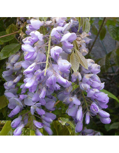 Glycine japonaise - Wisteria floribunda
