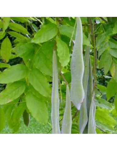 Glycine japonaise rose - Wisteria floribunda rosea