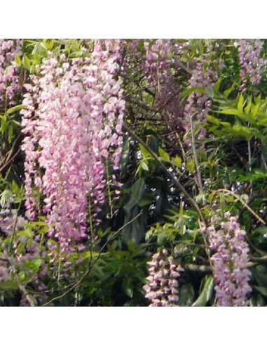 Glycine japonaise rose - Wisteria floribunda rosea