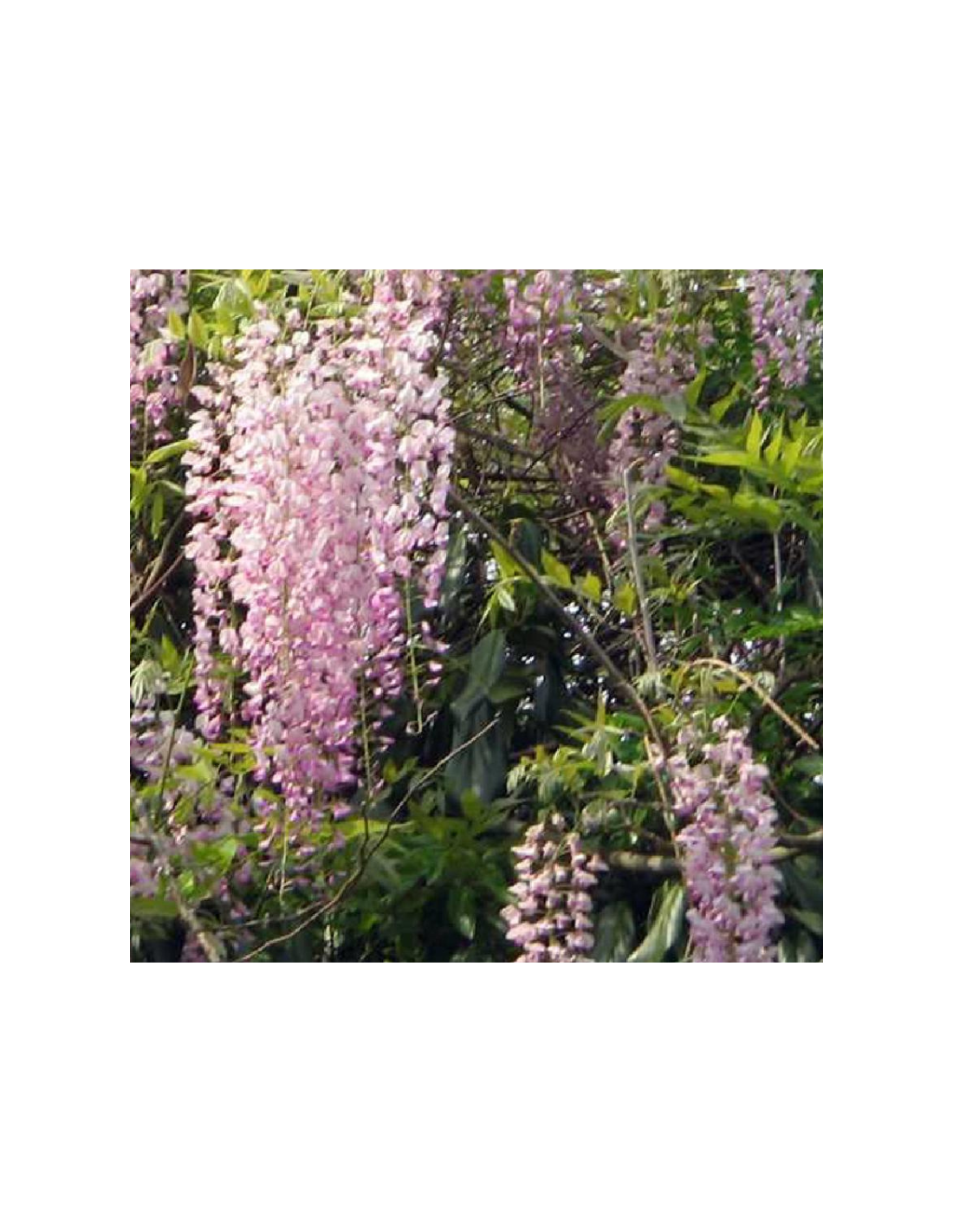 Glycine japonaise - Wisteria floribunda - Le Jardin du Pic Vert