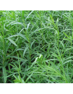 Estragon - Artemisia dracunculus