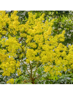 Savonnier de Chine 2