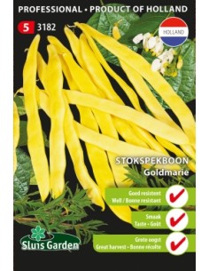 Semences Haricots jaunes à rames Goldmarie