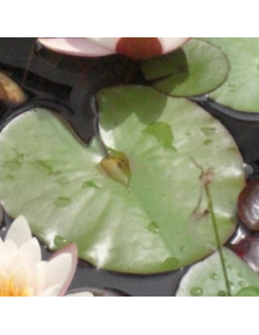 Nénuphar Sioux - Nymphaea Sioux 2