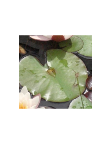 Nénuphar Sioux - Nymphaea Sioux