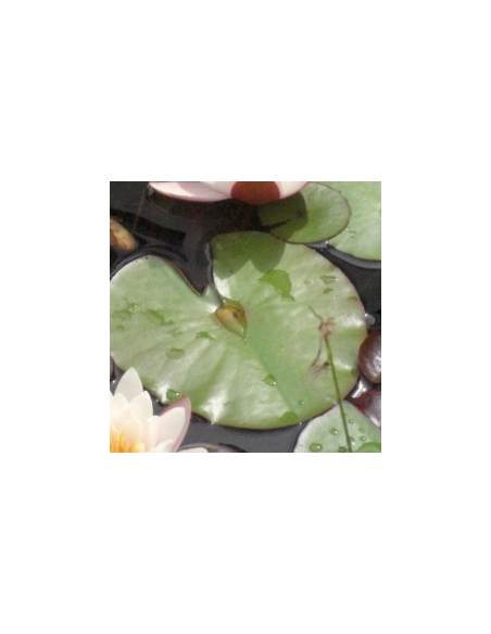 Nénuphar Sioux - Nymphaea Sioux