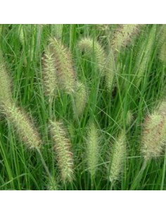 Herbe aux ecouvillons 2