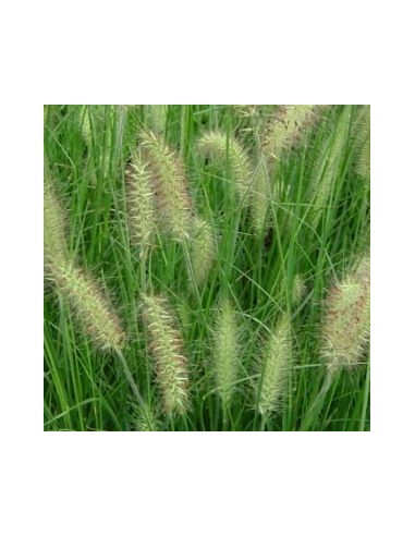 Herbe aux ecouvillons