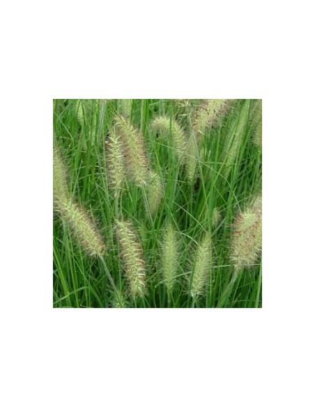 Herbe aux ecouvillons