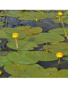 Nénuphar jaune - Nuphar Lutea