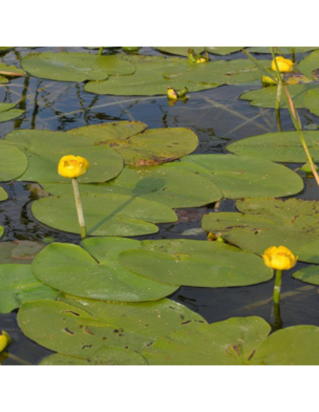 Nénuphar jaune - Nuphar Lutea
