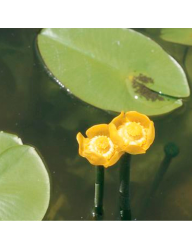 Nénuphar jaune - Nuphar Lutea