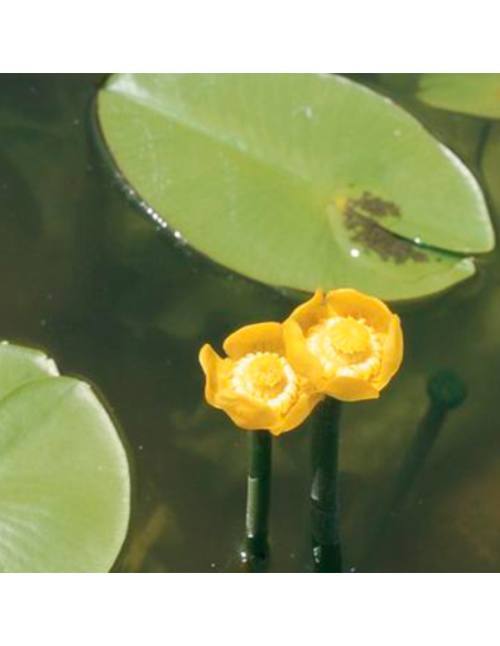 Nénuphar jaune - Nuphar Lutea